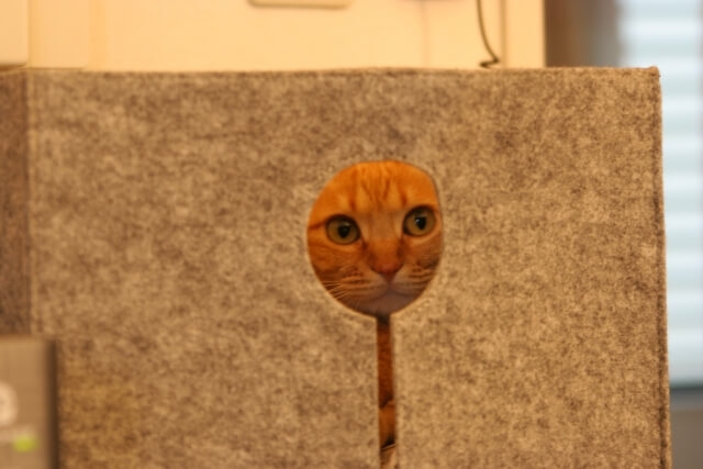 がるちゃん猫カフェ93号店開店しました♫(初めての方も大歓迎♫)