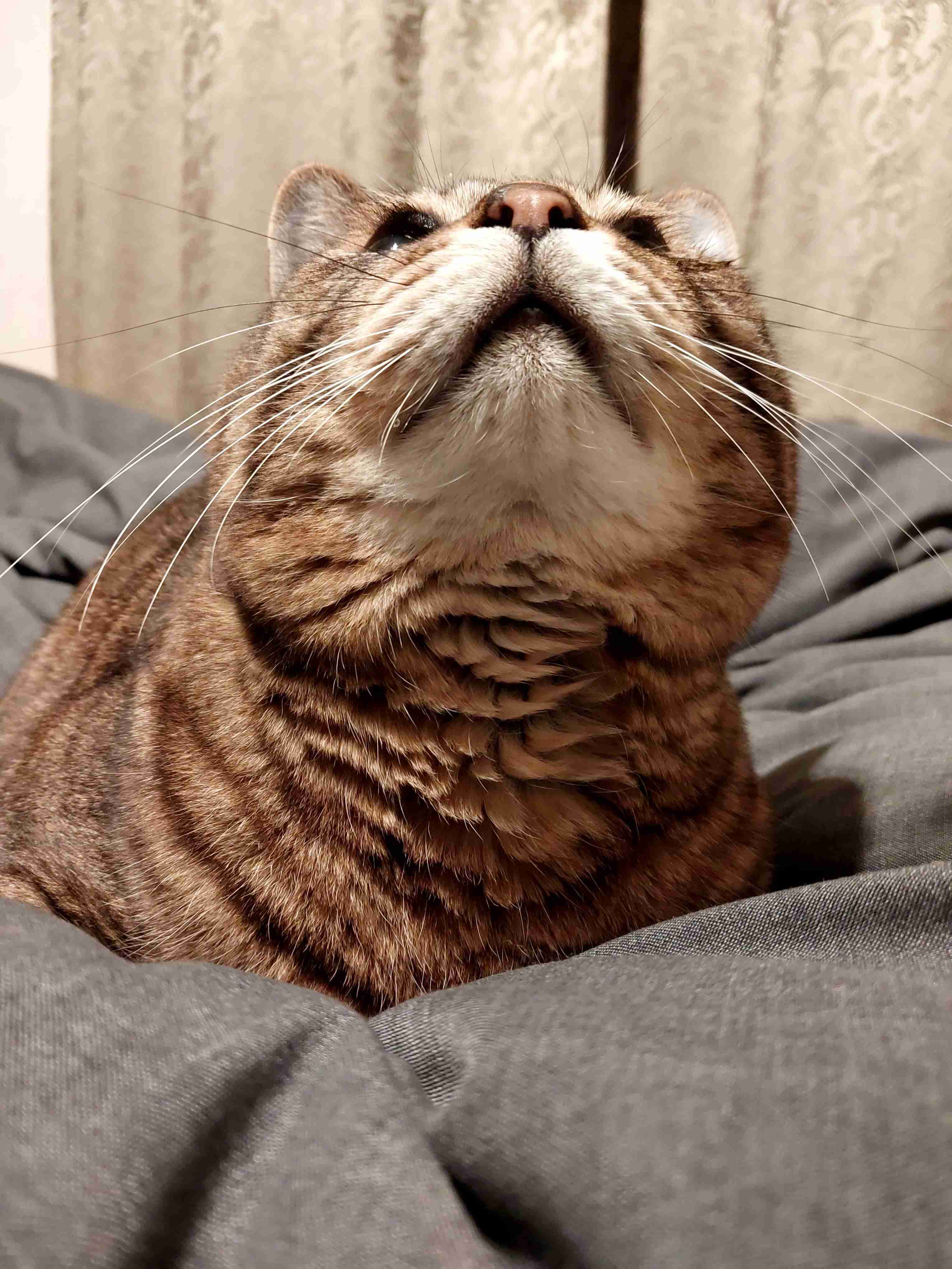 がるちゃん猫カフェ93号店開店しました♫(初めての方も大歓迎♫)