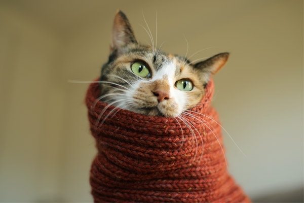 がるちゃん猫カフェ93号店開店しました♫(初めての方も大歓迎♫)