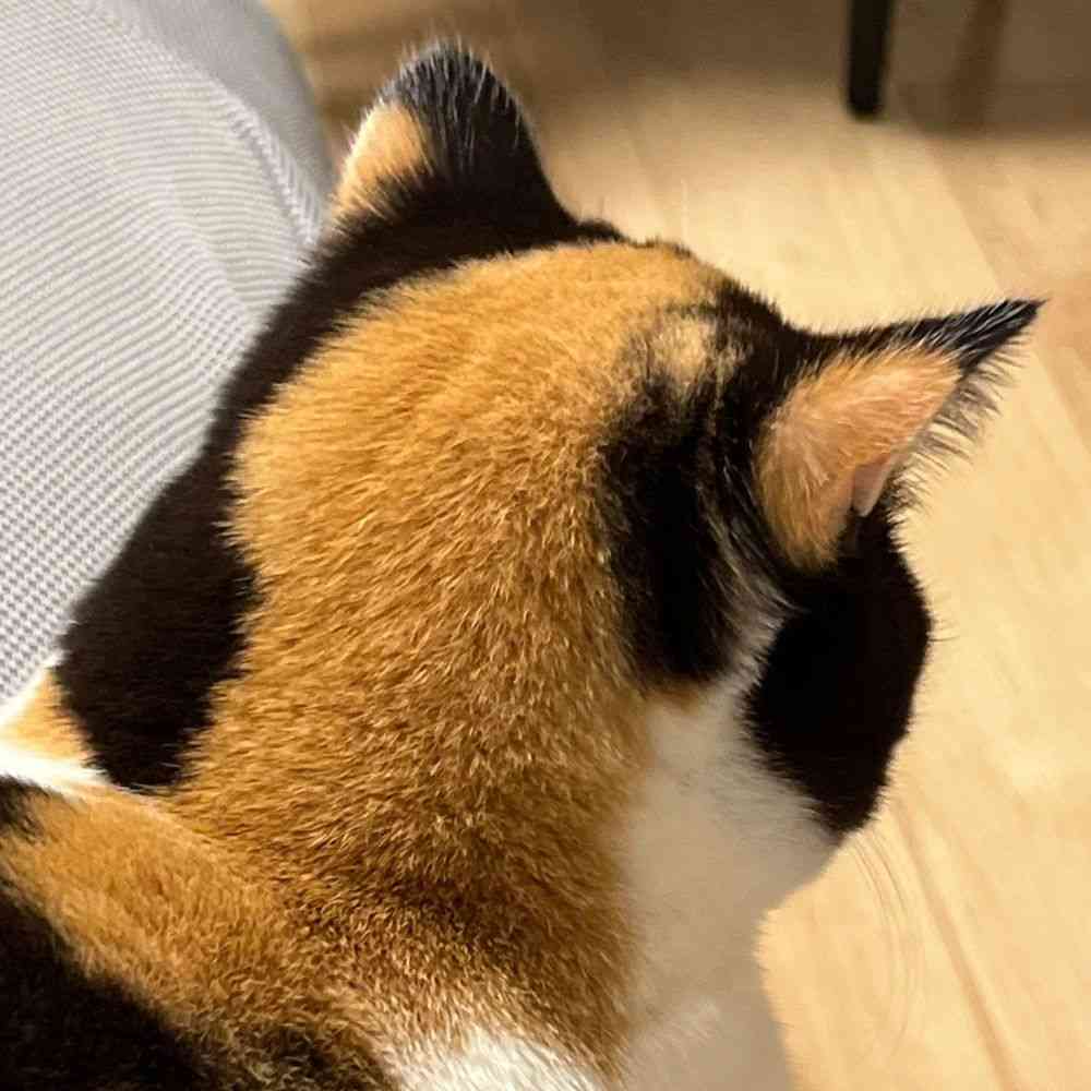 がるちゃん猫カフェ93号店開店しました♫(初めての方も大歓迎♫)