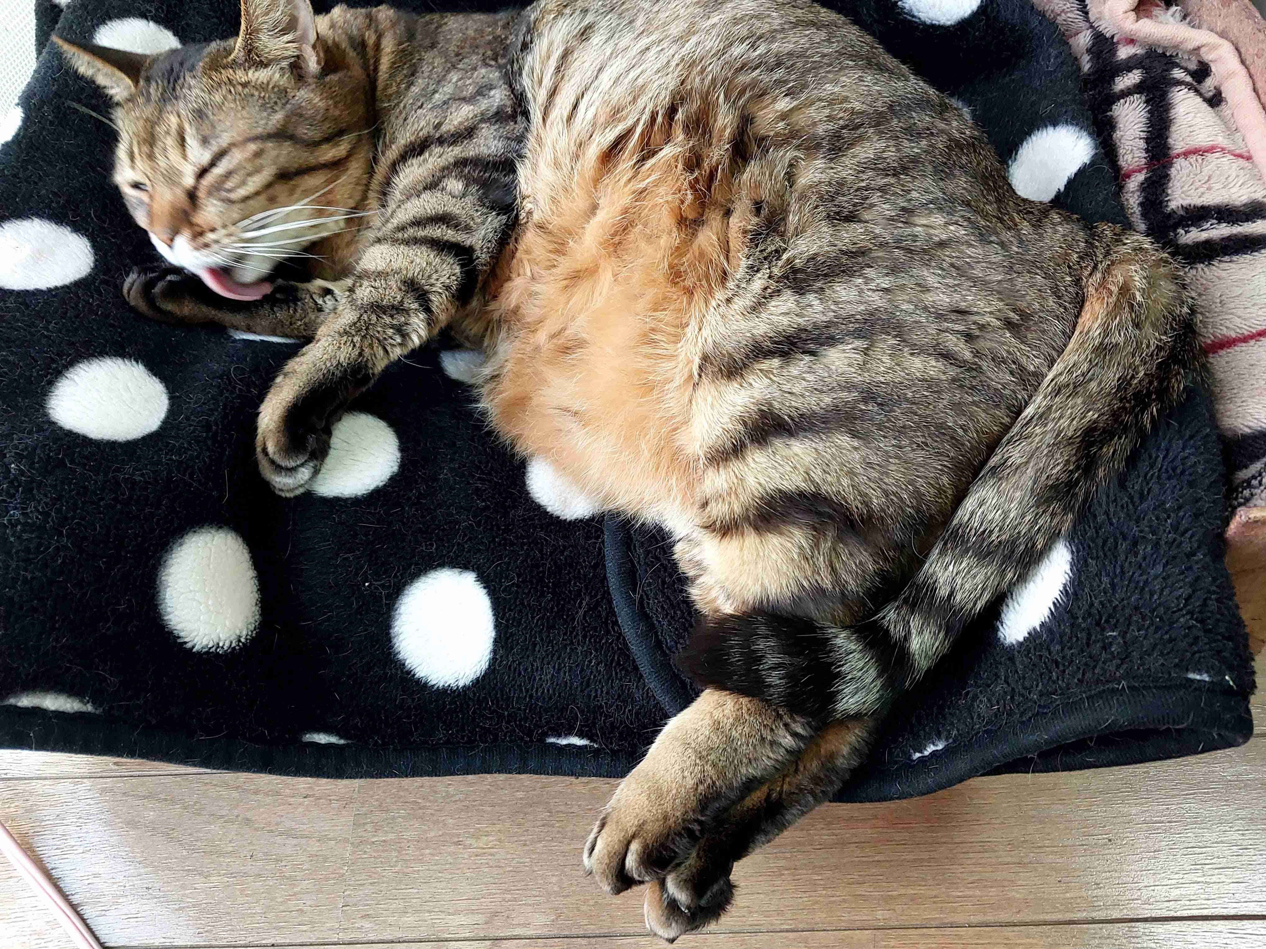 がるちゃん猫カフェ93号店開店しました♫(初めての方も大歓迎♫)