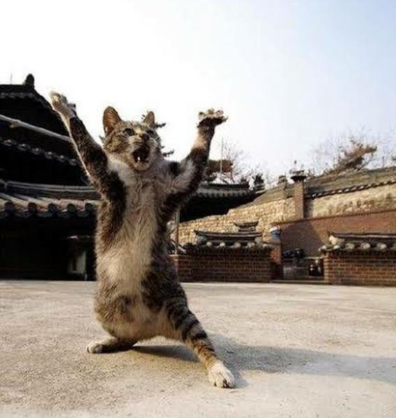 がるちゃん猫カフェ93号店開店しました♫(初めての方も大歓迎♫)