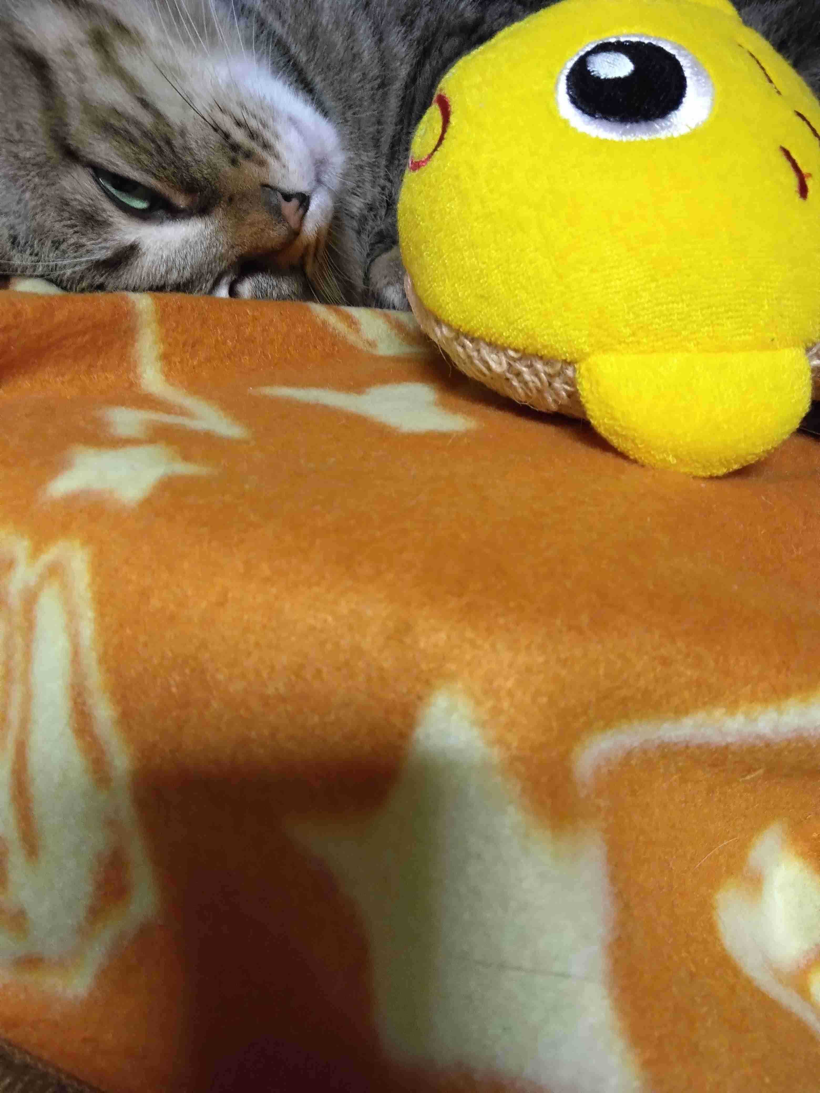 がるちゃん猫カフェ93号店開店しました♫(初めての方も大歓迎♫)