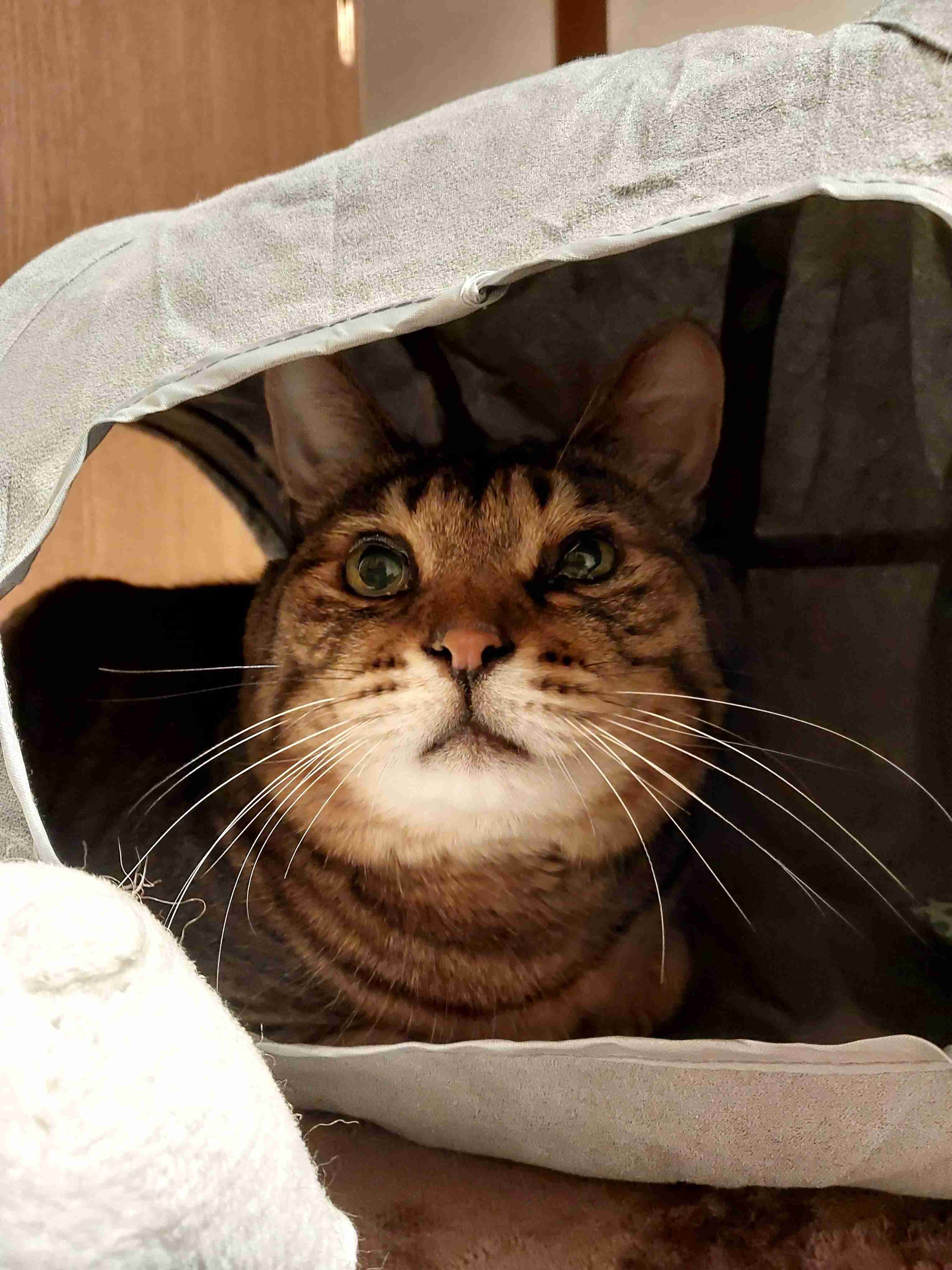 がるちゃん猫カフェ93号店開店しました♫(初めての方も大歓迎♫)