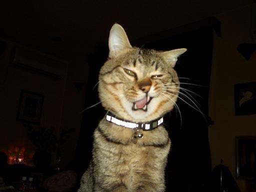 がるちゃん猫カフェ93号店開店しました♫(初めての方も大歓迎♫)