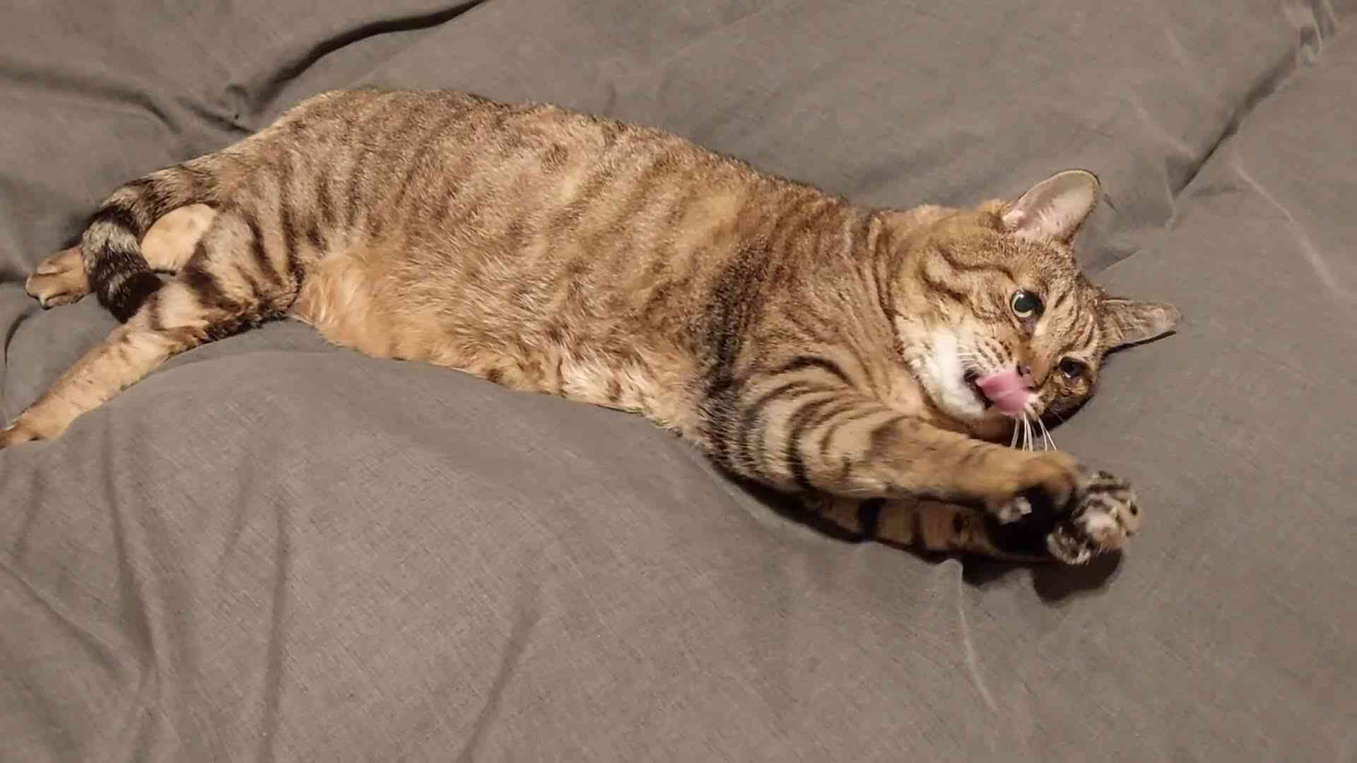 がるちゃん猫カフェ93号店開店しました♫(初めての方も大歓迎♫)