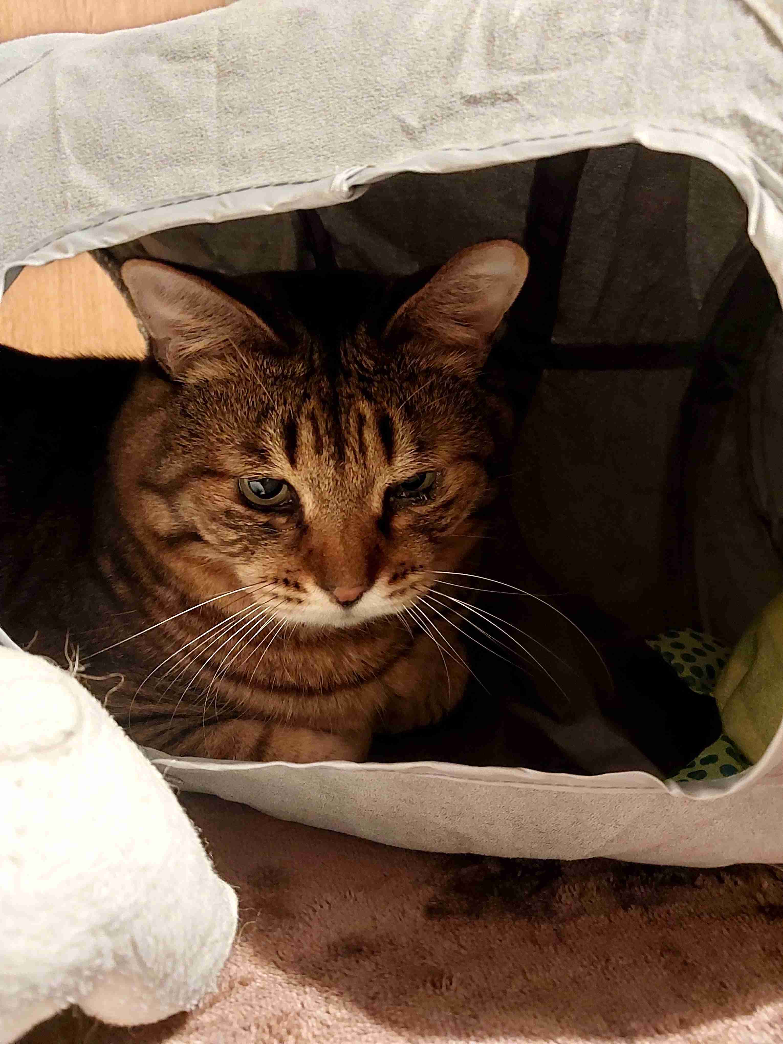 がるちゃん猫カフェ93号店開店しました♫(初めての方も大歓迎♫)