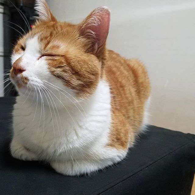 がるちゃん猫カフェ93号店開店しました♫(初めての方も大歓迎♫)