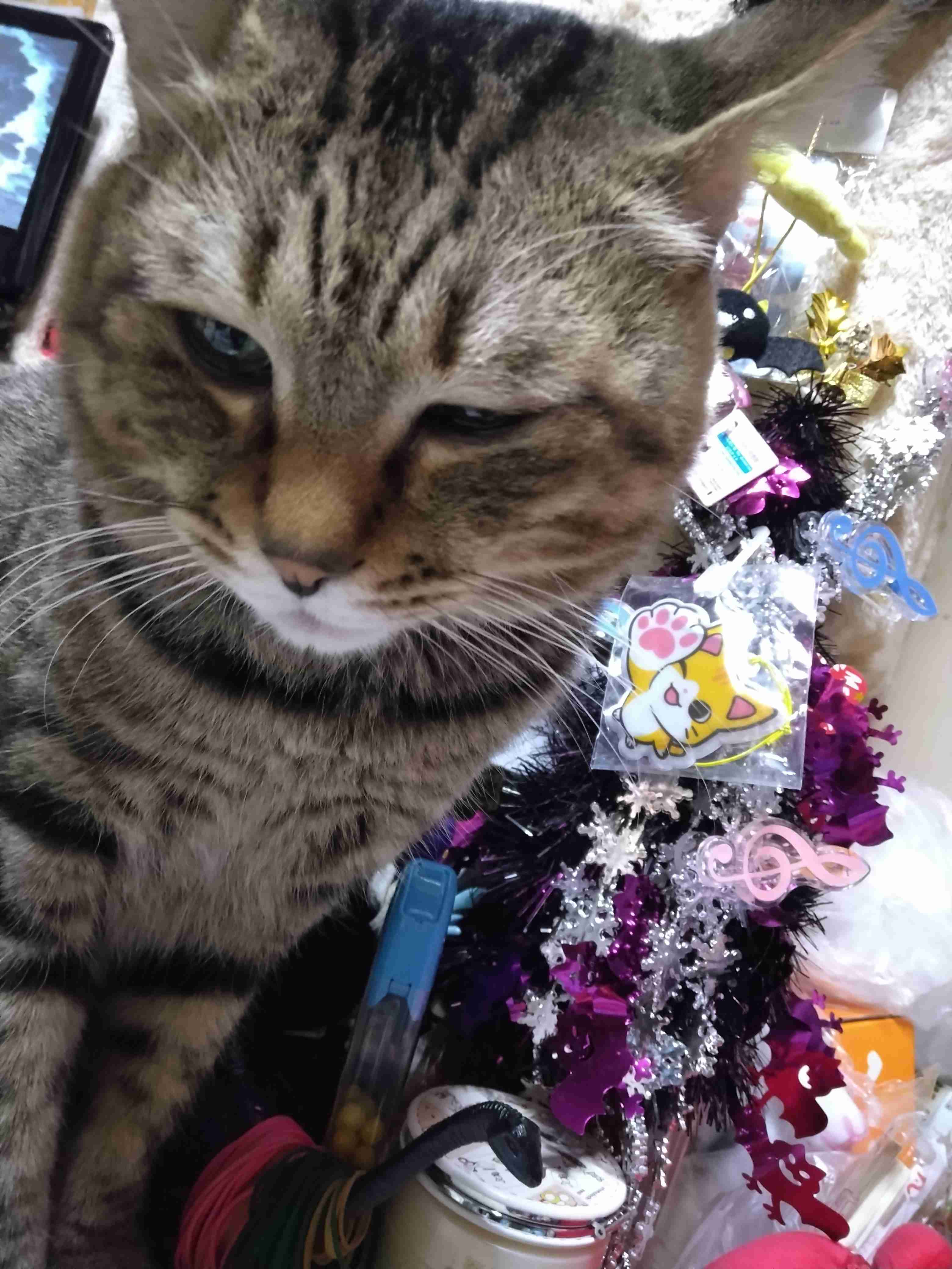 がるちゃん猫カフェ93号店開店しました♫(初めての方も大歓迎♫)