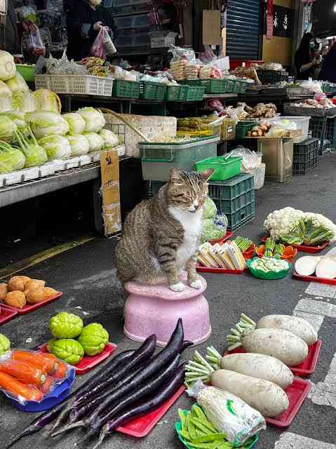 がるちゃん猫カフェ93号店開店しました♫(初めての方も大歓迎♫)