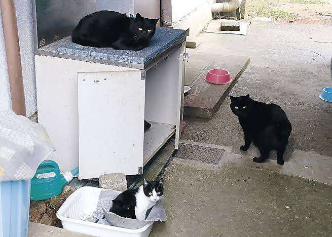 がるちゃん猫カフェ93号店開店しました♫(初めての方も大歓迎♫)