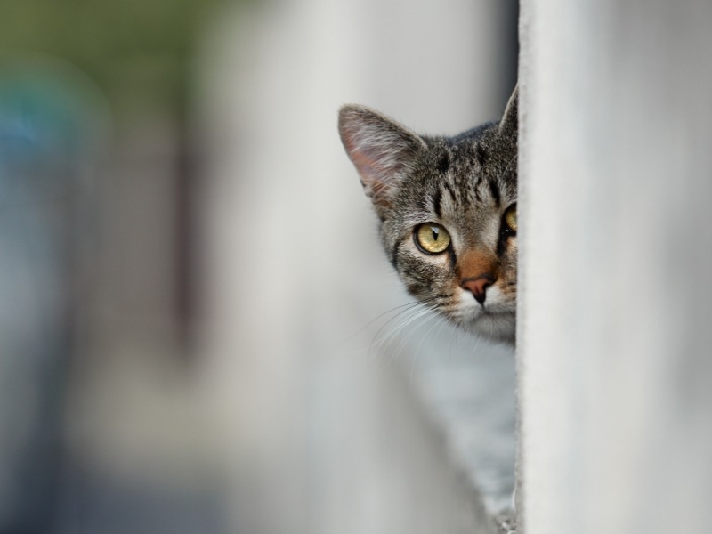 がるちゃん猫カフェ93号店開店しました♫(初めての方も大歓迎♫)