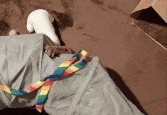 がるちゃん猫カフェ93号店開店しました♫(初めての方も大歓迎♫)