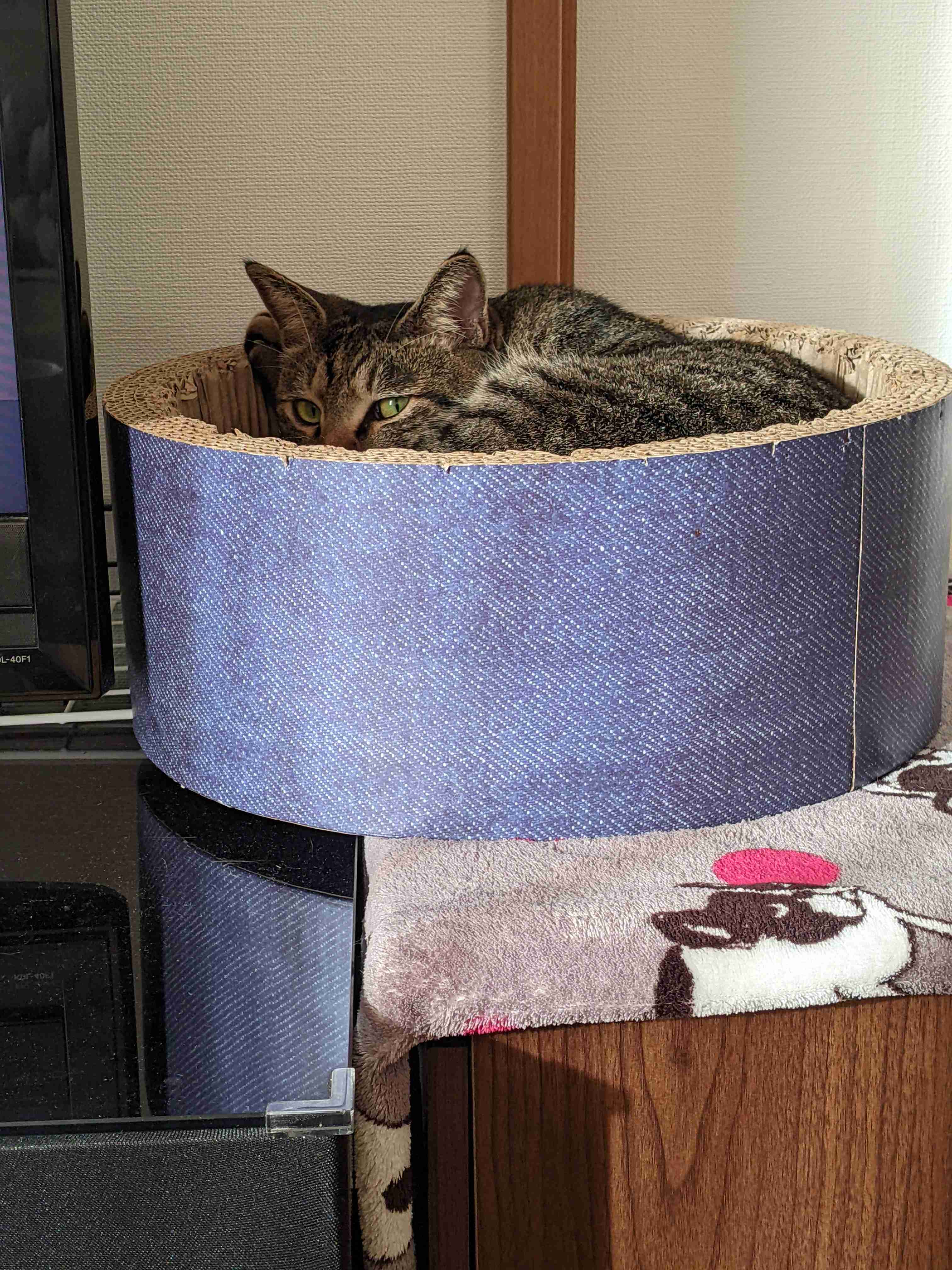 がるちゃん猫カフェ93号店開店しました♫(初めての方も大歓迎♫)