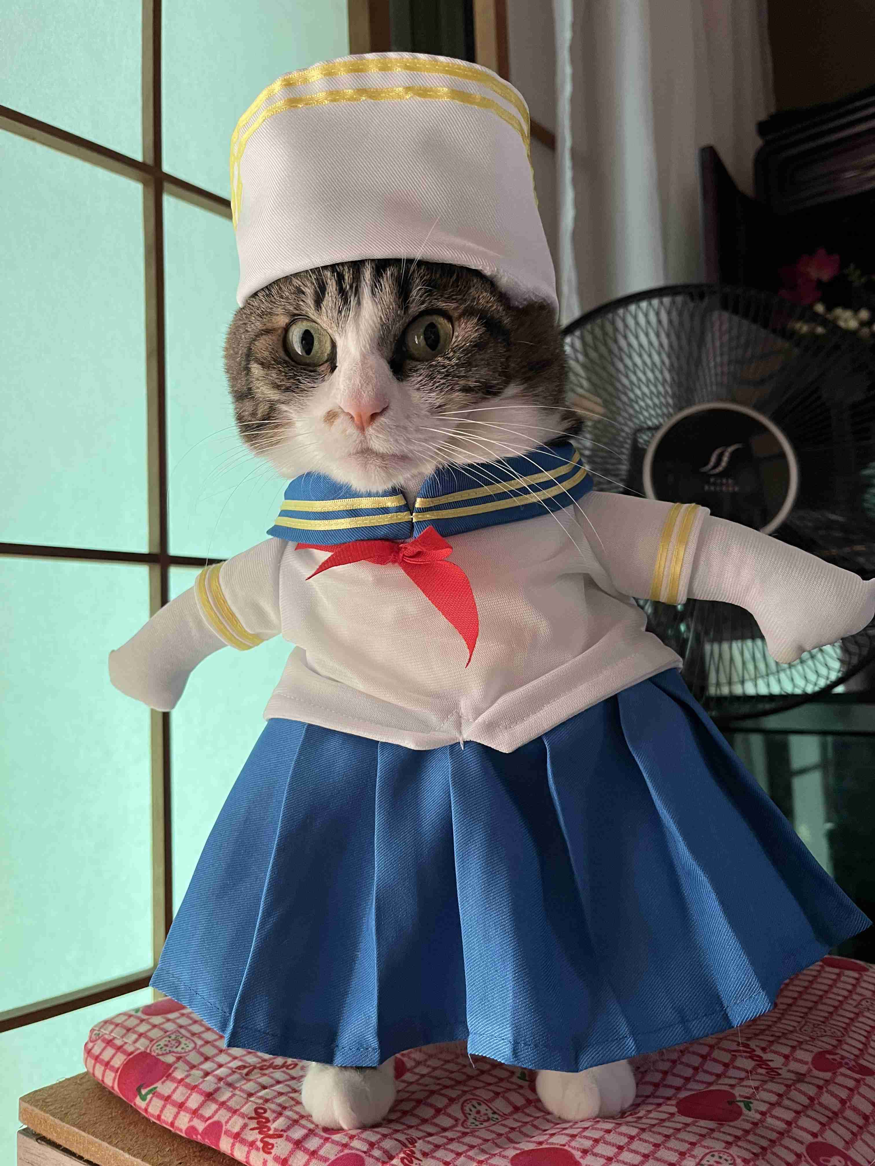 がるちゃん猫カフェ93号店開店しました♫(初めての方も大歓迎♫)