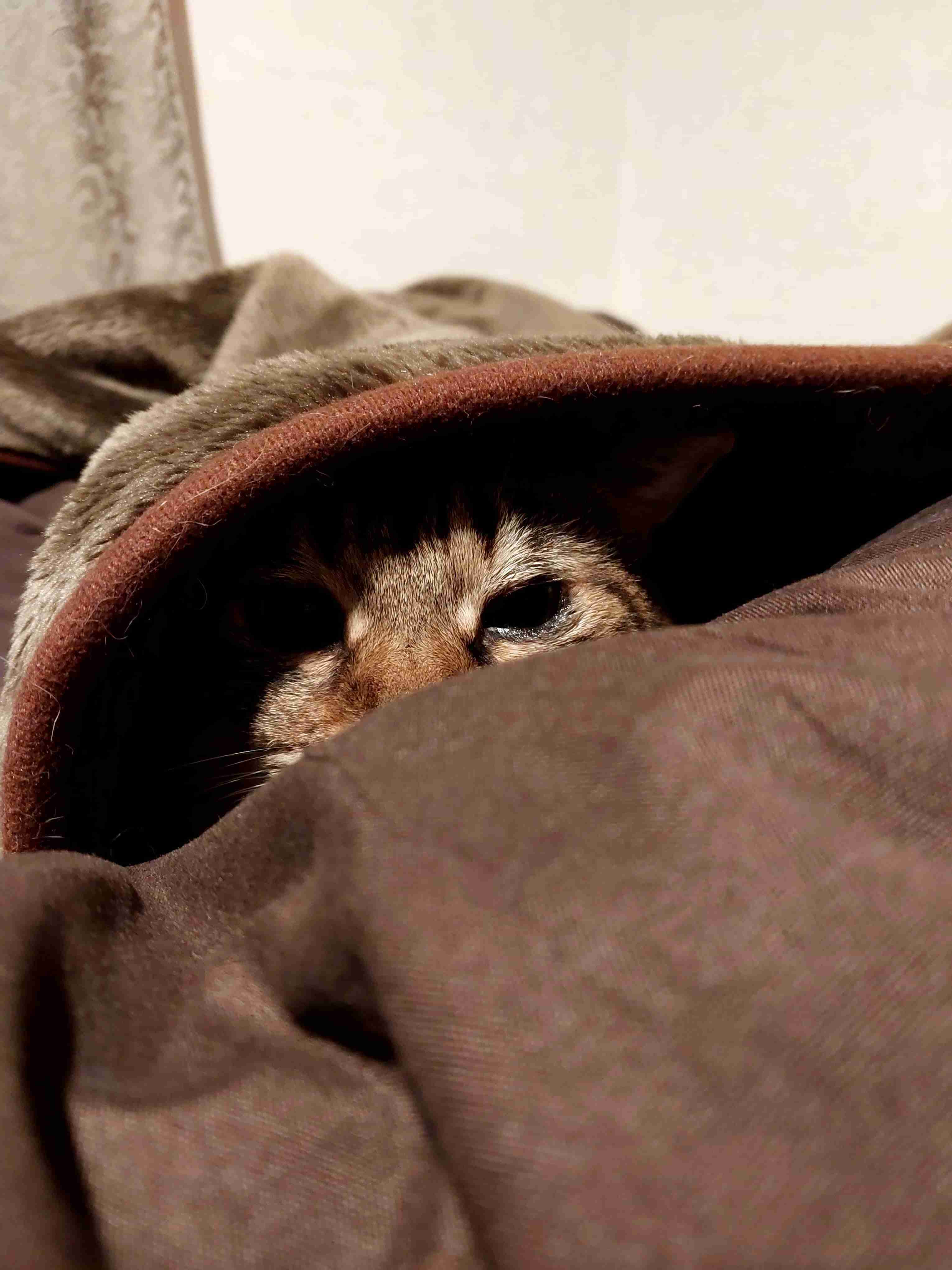 がるちゃん猫カフェ93号店開店しました♫(初めての方も大歓迎♫)