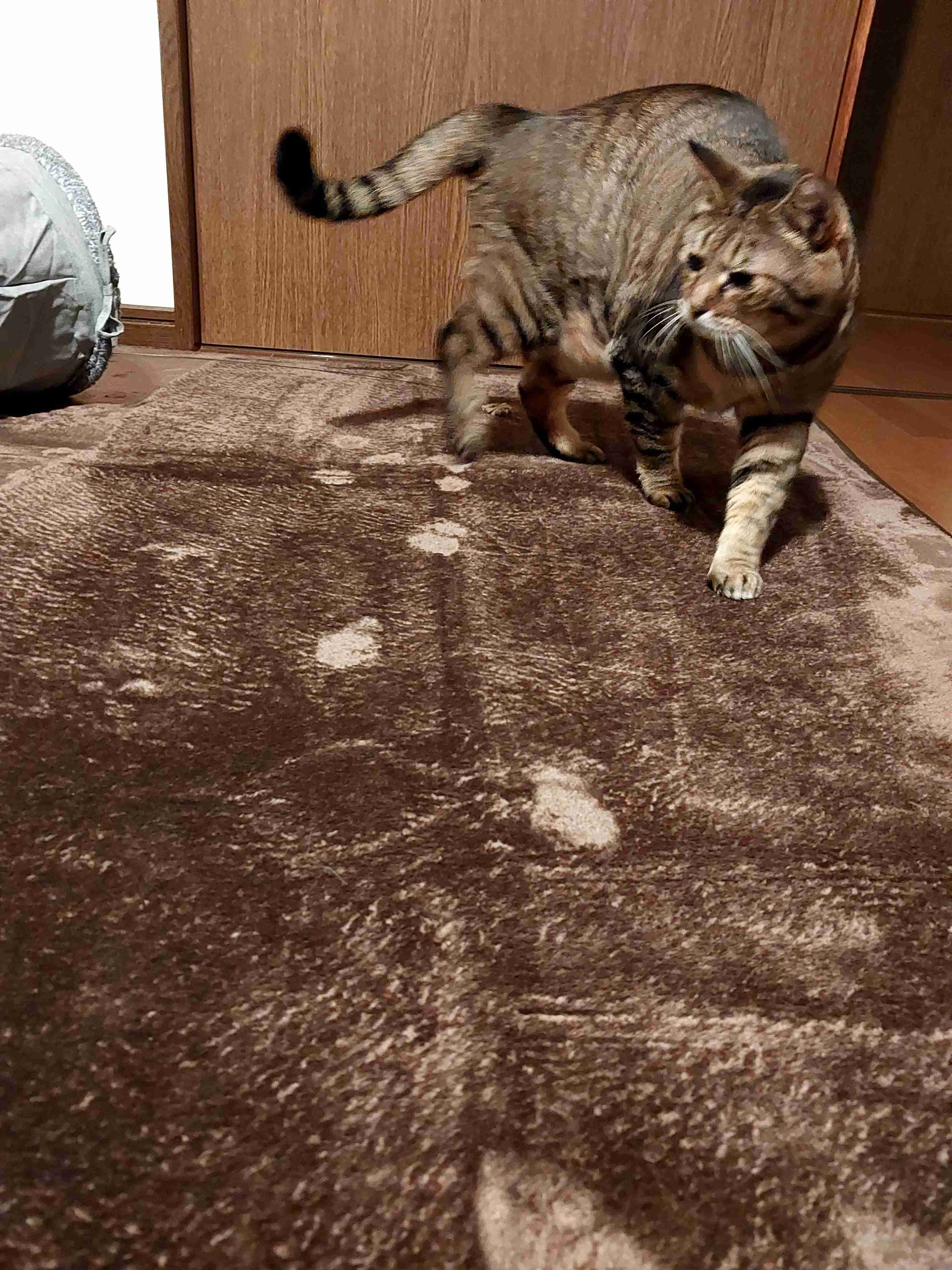 がるちゃん猫カフェ93号店開店しました♫(初めての方も大歓迎♫)