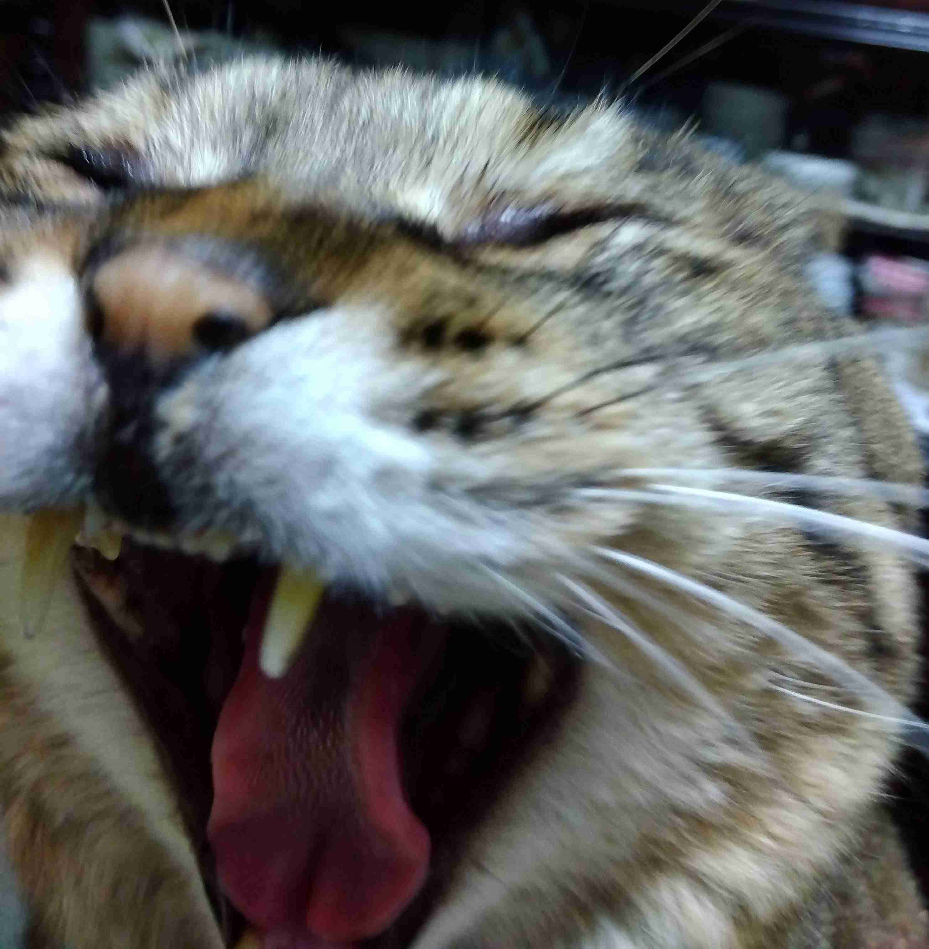 がるちゃん猫カフェ93号店開店しました♫(初めての方も大歓迎♫)