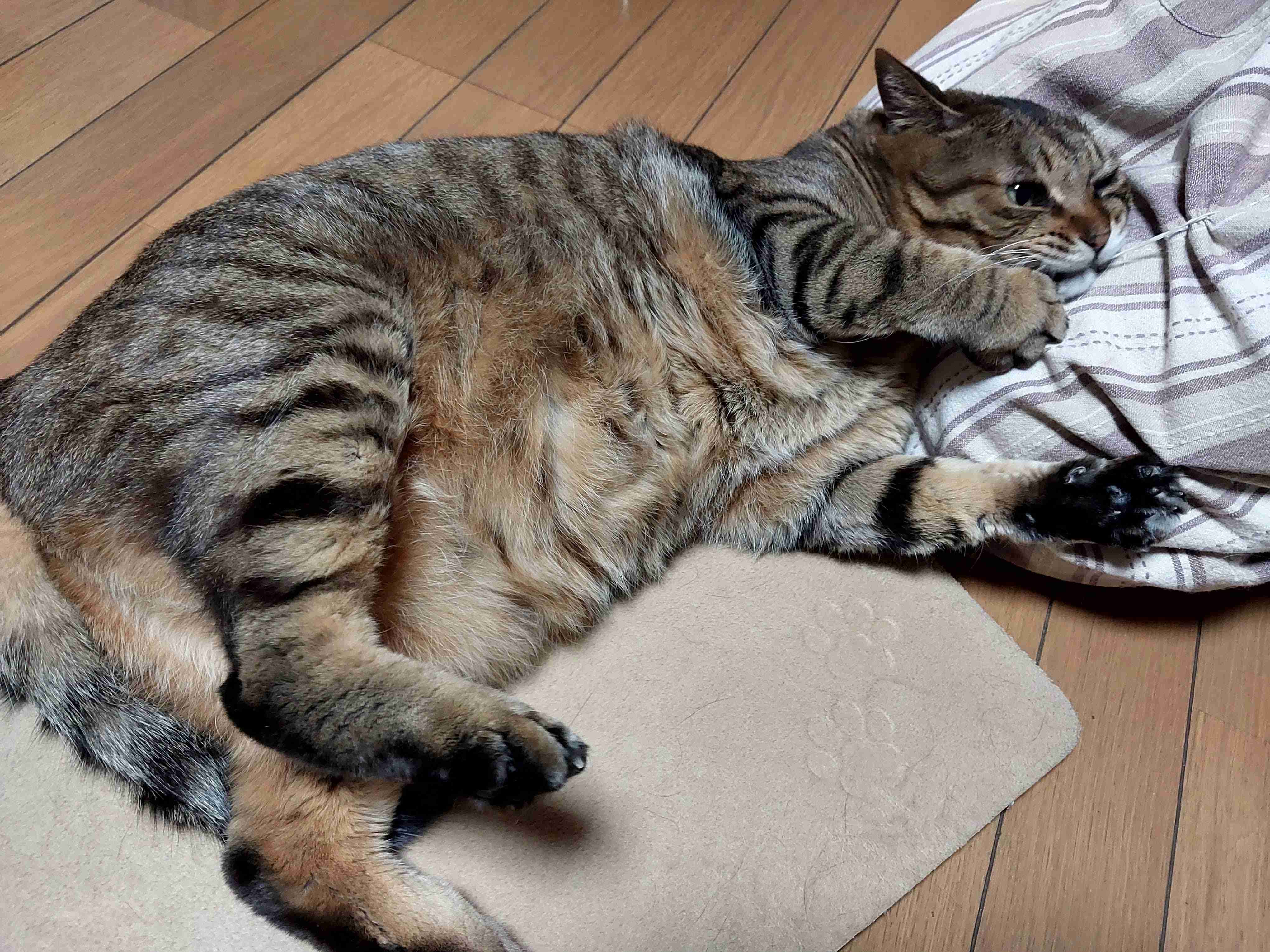 がるちゃん猫カフェ93号店開店しました♫(初めての方も大歓迎♫)