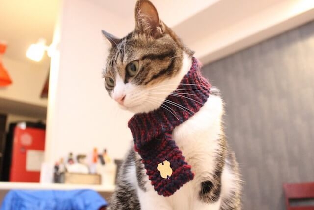 がるちゃん猫カフェ93号店開店しました♫(初めての方も大歓迎♫)