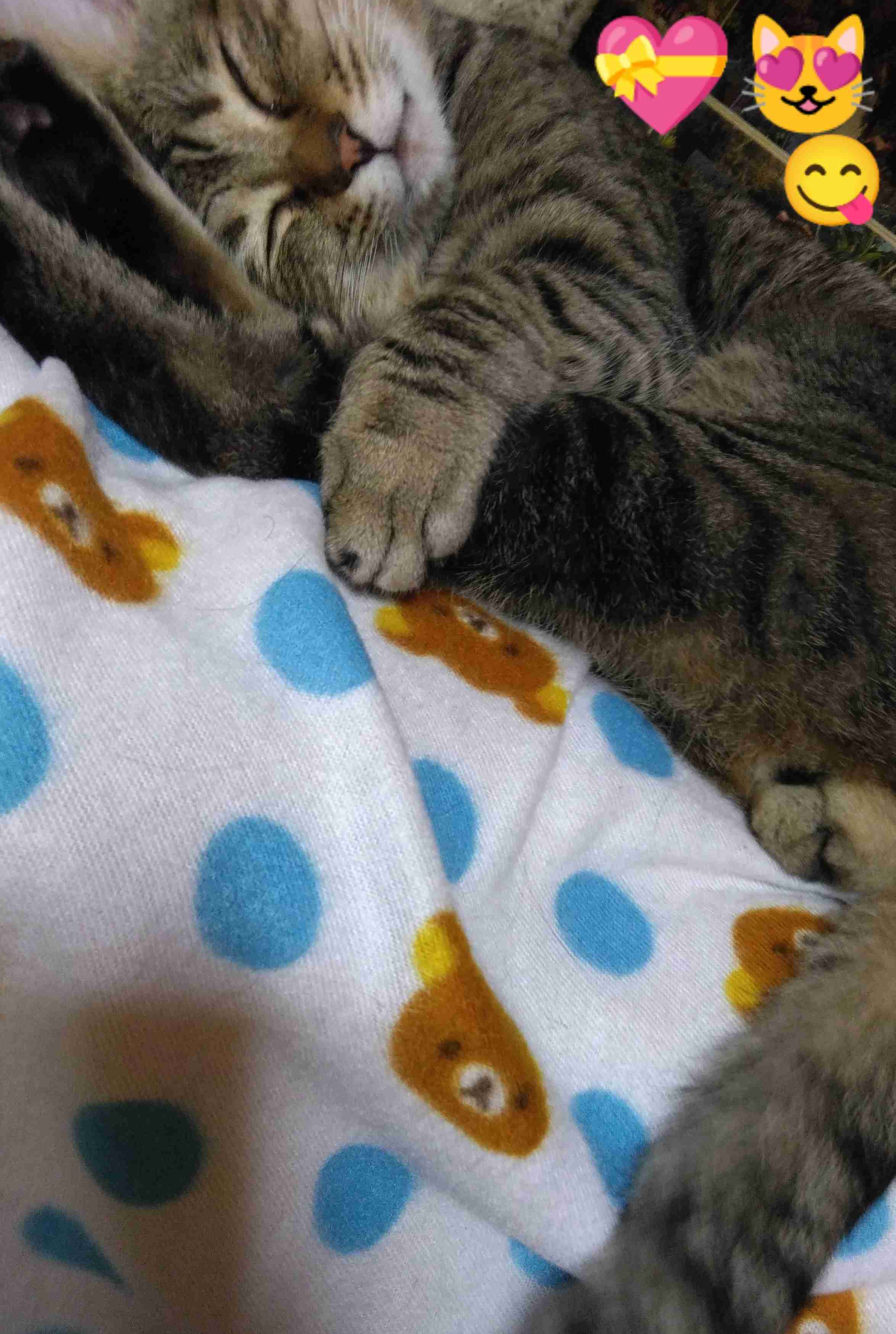 がるちゃん猫カフェ93号店開店しました♫(初めての方も大歓迎♫)