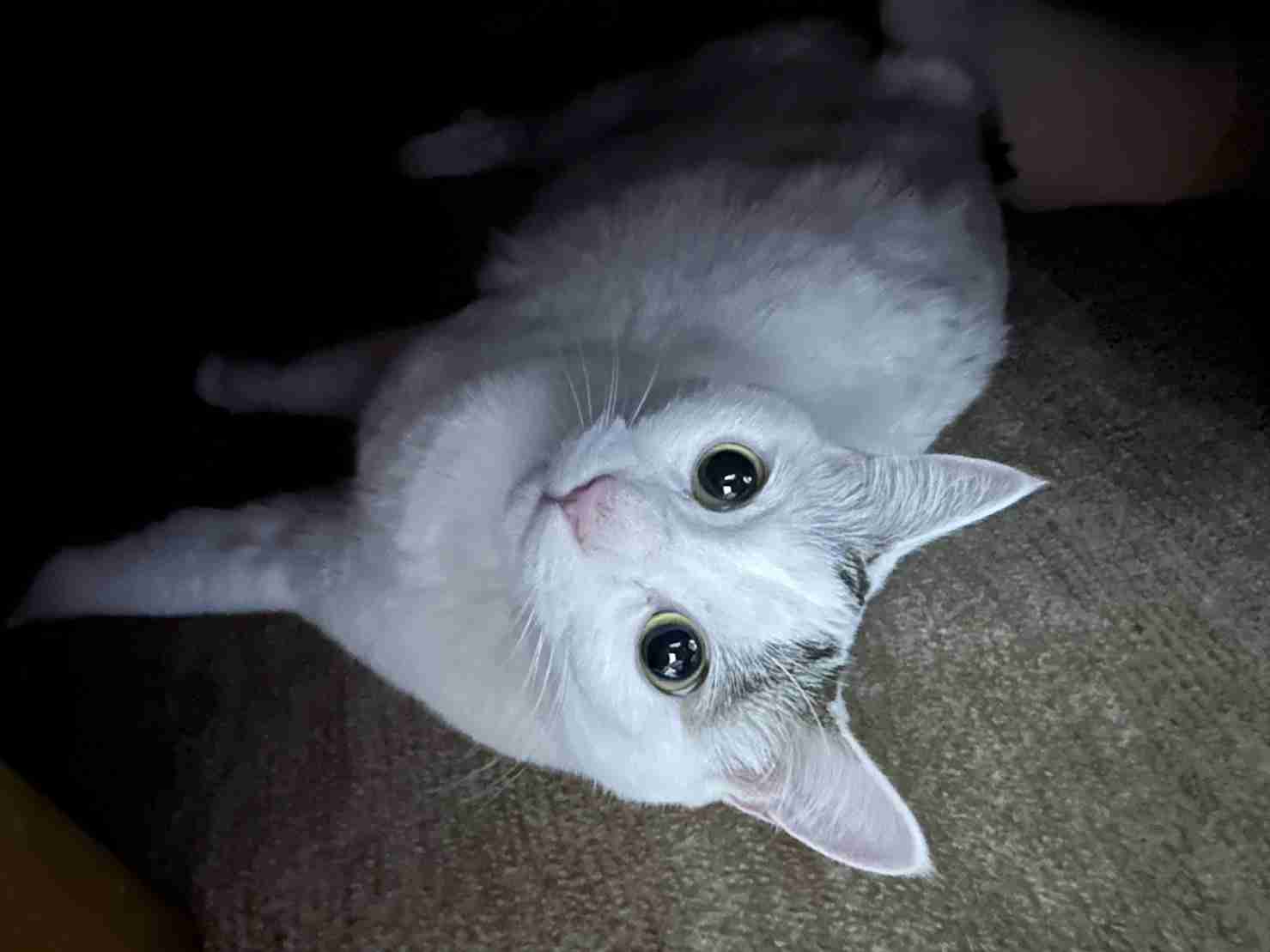 がるちゃん猫カフェ93号店開店しました♫(初めての方も大歓迎♫)