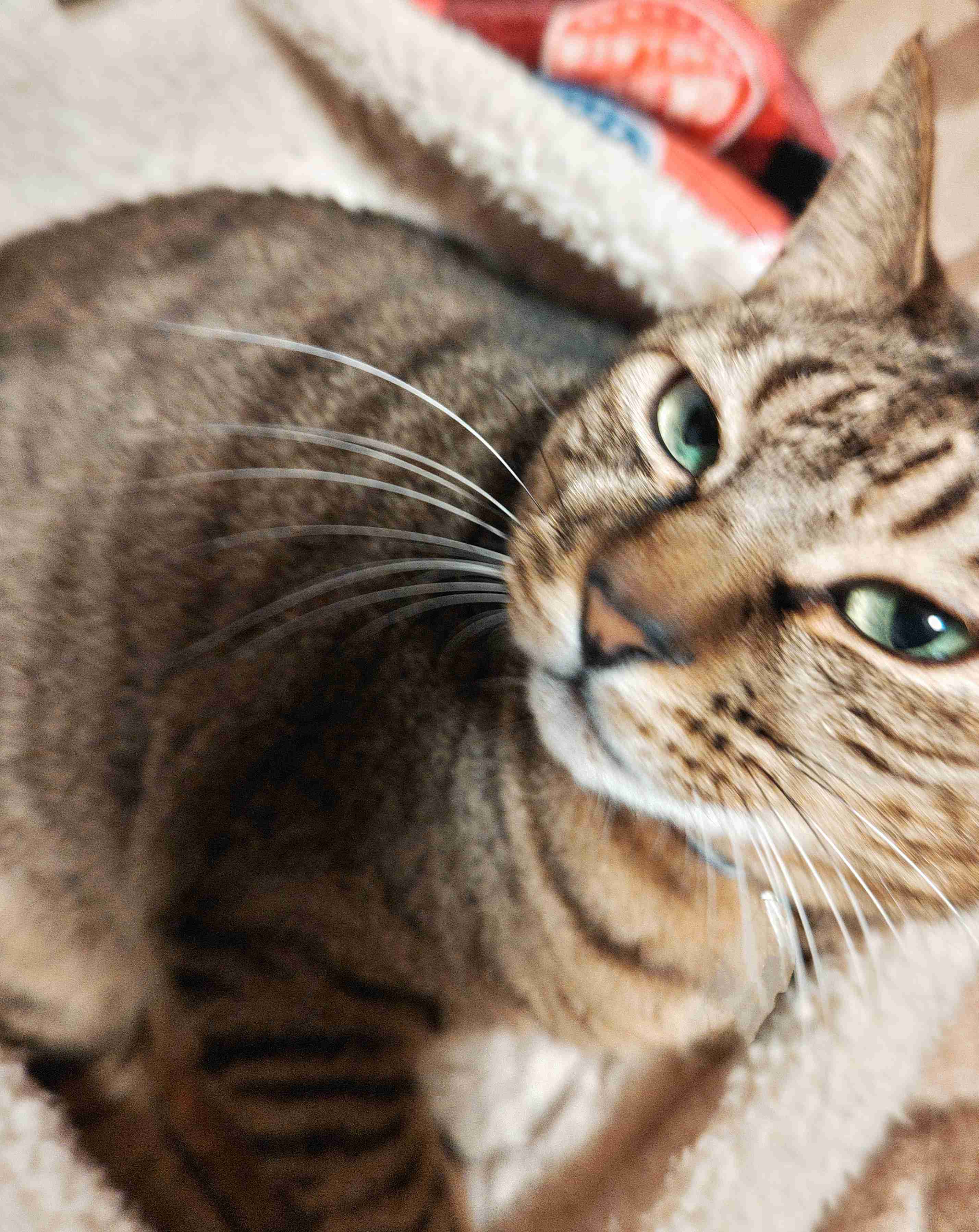 がるちゃん猫カフェ93号店開店しました♫(初めての方も大歓迎♫)