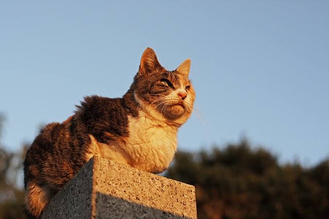がるちゃん猫カフェ93号店開店しました♫(初めての方も大歓迎♫)