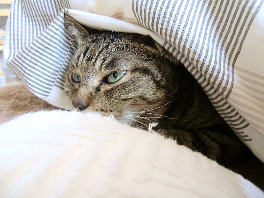 がるちゃん猫カフェ93号店開店しました♫(初めての方も大歓迎♫)