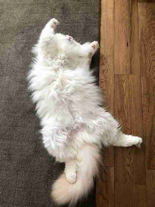 がるちゃん猫カフェ93号店開店しました♫(初めての方も大歓迎♫)