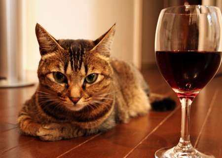 がるちゃん猫カフェ93号店開店しました♫(初めての方も大歓迎♫)