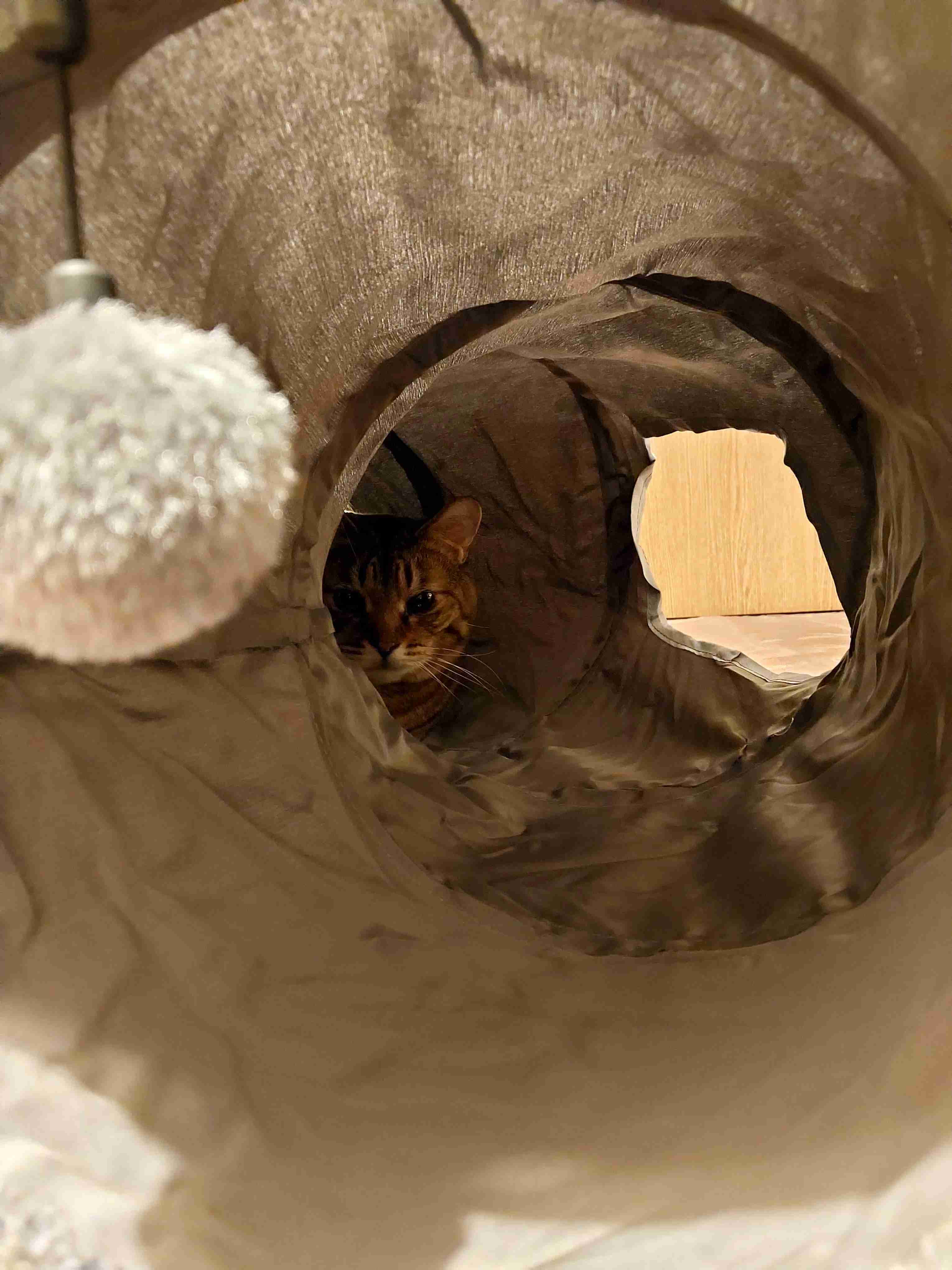 がるちゃん猫カフェ93号店開店しました♫(初めての方も大歓迎♫)