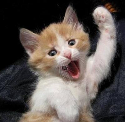 がるちゃん猫カフェ93号店開店しました♫(初めての方も大歓迎♫)