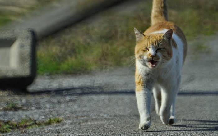 がるちゃん猫カフェ93号店開店しました♫(初めての方も大歓迎♫)