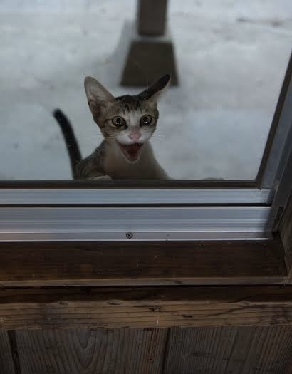 がるちゃん猫カフェ93号店開店しました♫(初めての方も大歓迎♫)