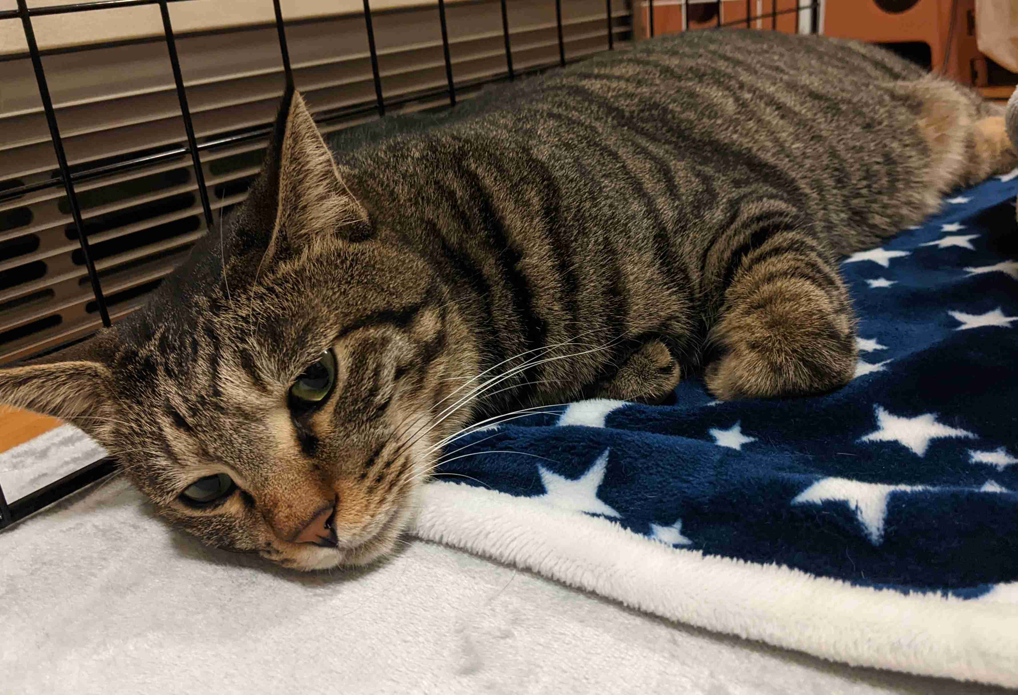 がるちゃん猫カフェ93号店開店しました♫(初めての方も大歓迎♫)