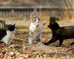 がるちゃん猫カフェ93号店開店しました♫(初めての方も大歓迎♫)