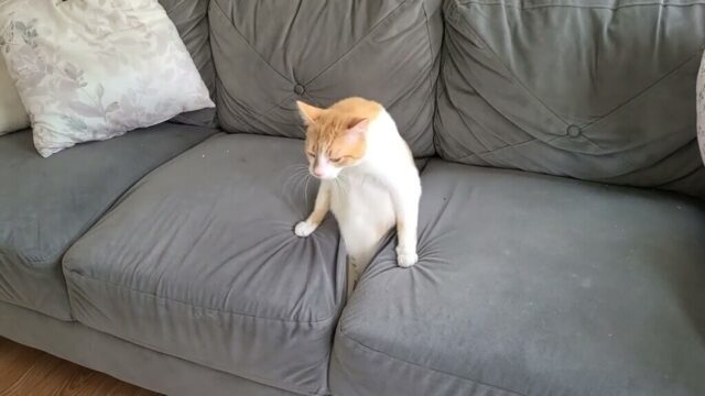 がるちゃん猫カフェ93号店開店しました♫(初めての方も大歓迎♫)