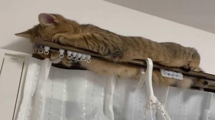 がるちゃん猫カフェ93号店開店しました♫(初めての方も大歓迎♫)