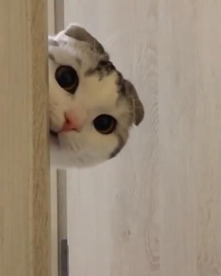 がるちゃん猫カフェ93号店開店しました♫(初めての方も大歓迎♫)