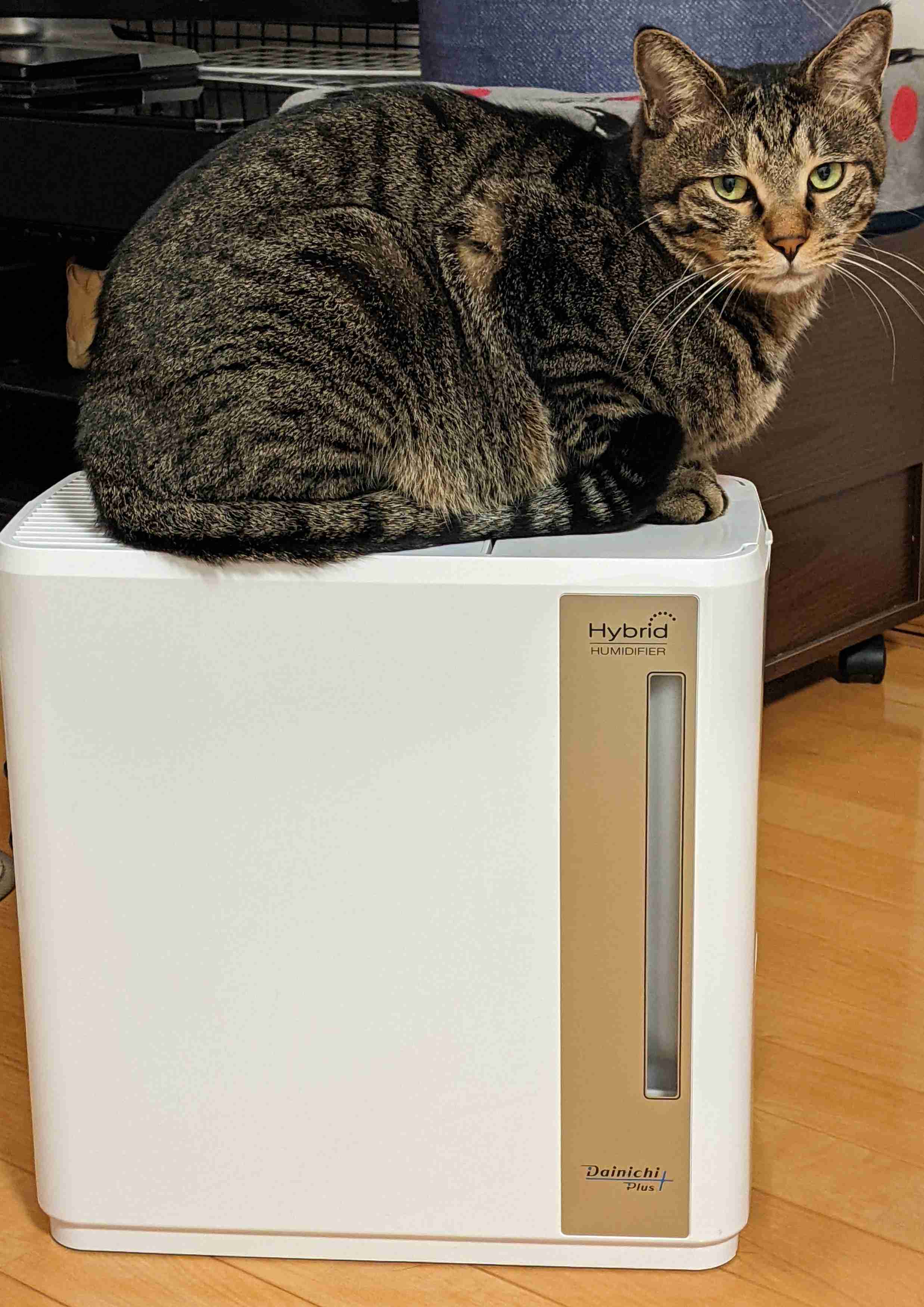 がるちゃん猫カフェ93号店開店しました♫(初めての方も大歓迎♫)