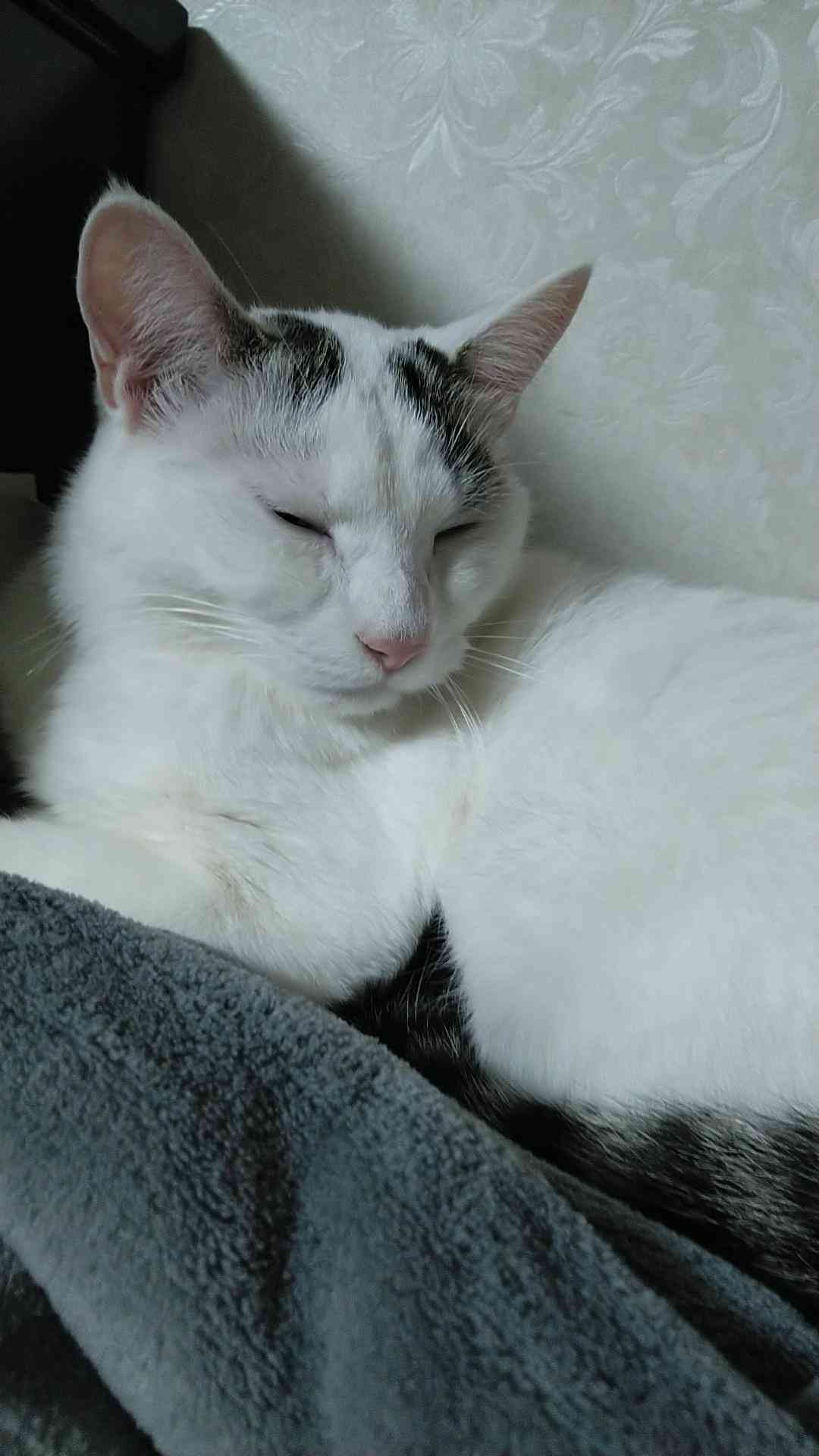 がるちゃん猫カフェ93号店開店しました♫(初めての方も大歓迎♫)