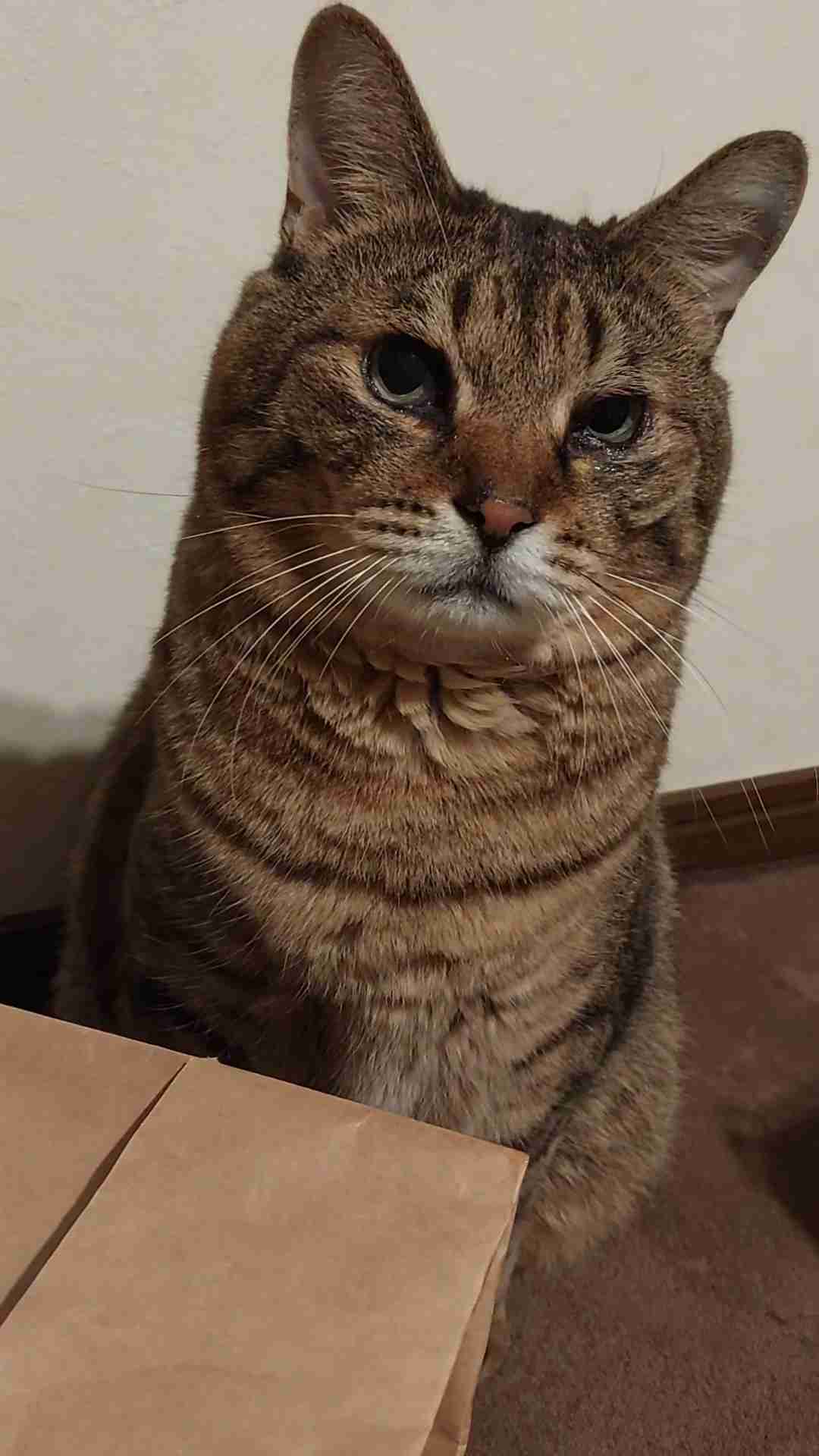 がるちゃん猫カフェ93号店開店しました♫(初めての方も大歓迎♫)