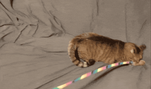 がるちゃん猫カフェ93号店開店しました♫(初めての方も大歓迎♫)