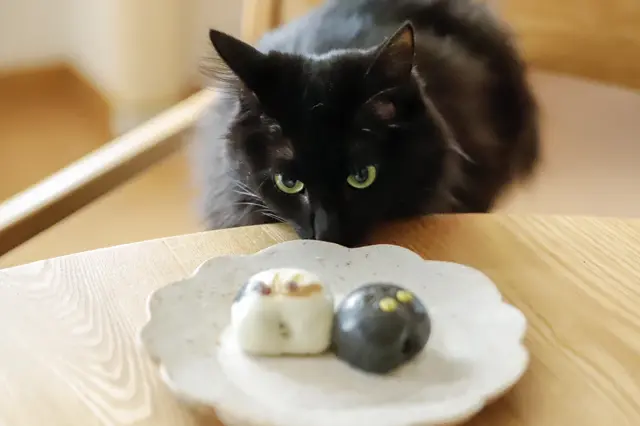 がるちゃん猫カフェ93号店開店しました♫(初めての方も大歓迎♫)