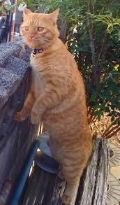 がるちゃん猫カフェ93号店開店しました♫(初めての方も大歓迎♫)