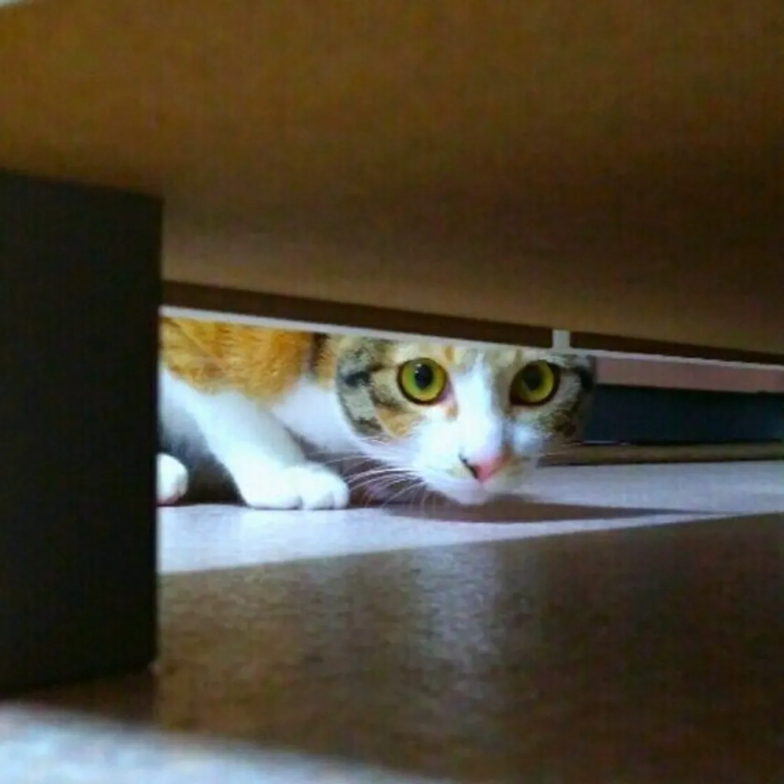 がるちゃん猫カフェ93号店開店しました♫(初めての方も大歓迎♫)