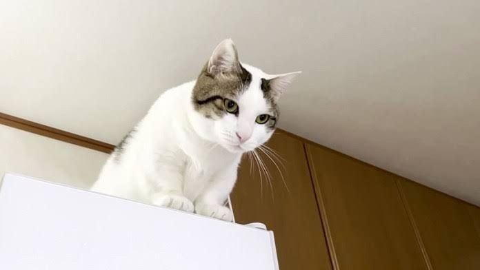 がるちゃん猫カフェ93号店開店しました♫(初めての方も大歓迎♫)