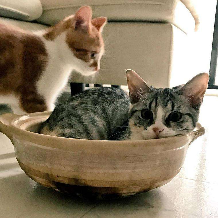 がるちゃん猫カフェ93号店開店しました♫(初めての方も大歓迎♫)