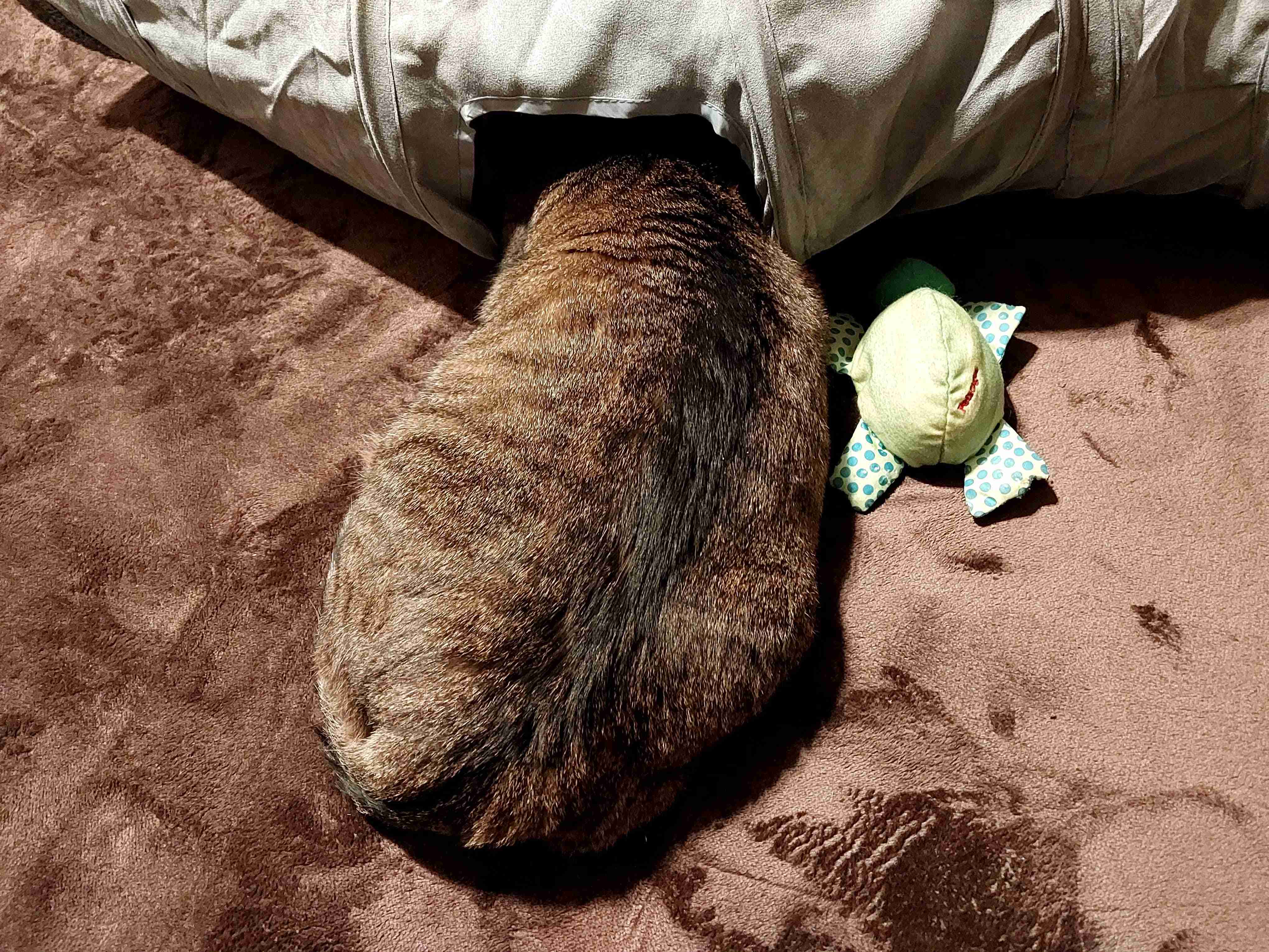 がるちゃん猫カフェ93号店開店しました♫(初めての方も大歓迎♫)